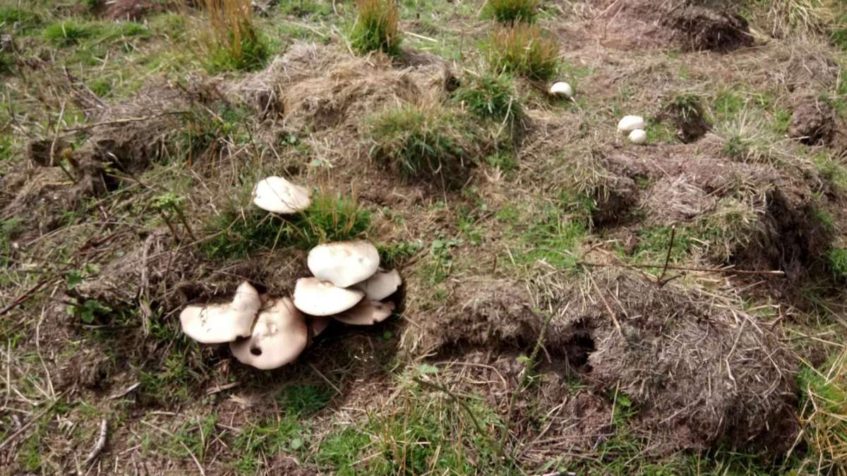large white mushrooms on the common land at Monkwood Green